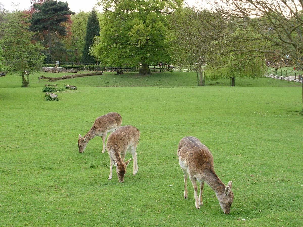Golders Hill Park, a 16-hectare part of Hampstead Heath with a walled garden, water gardens