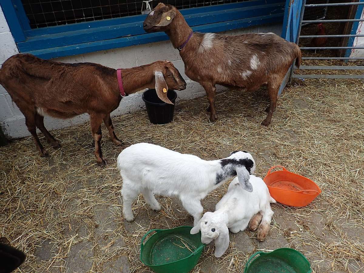 Hackney City Farm, a free-to-visit city farm beside Haggerston Park with pigs, sheep, poultry and a donkey, plus a cafe