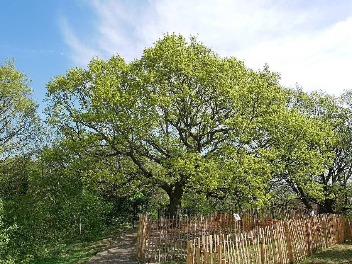 One Tree Hill, a wooded hill and nature reserve in Honor Oak with a surprise viewpoint